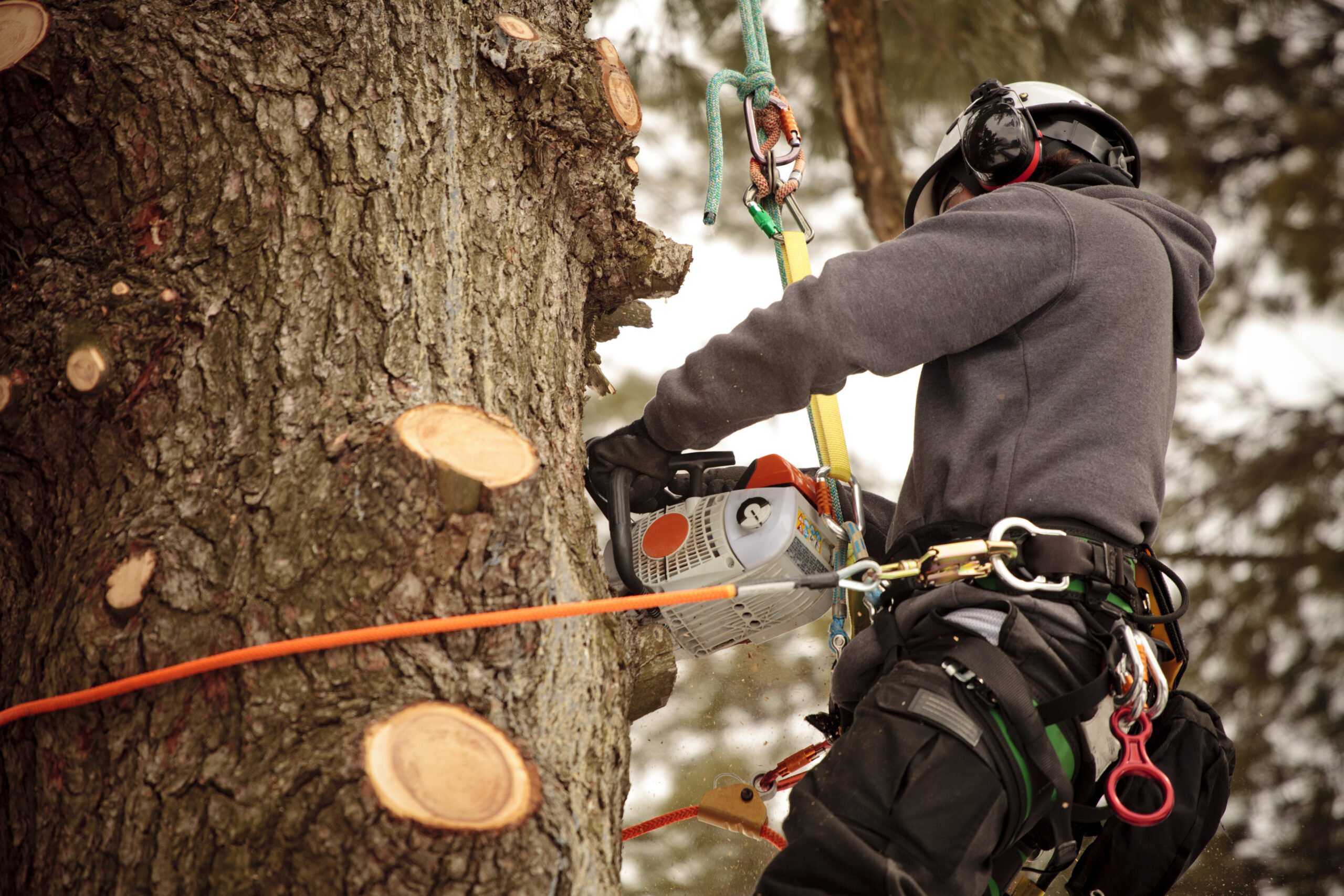 Arborist Cutting Branches